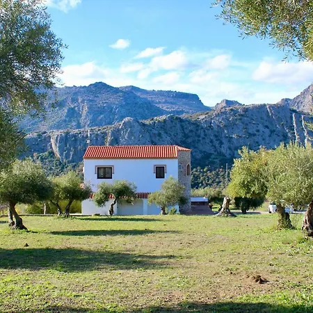 Cedro Alto Benaoján