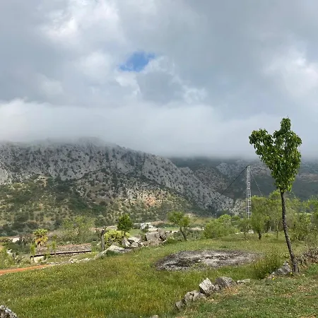Cedro Alto Benaoján