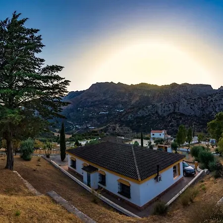 Cedro Alto Benaoján