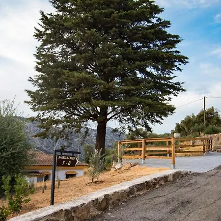 Cedro Alto Benaoján