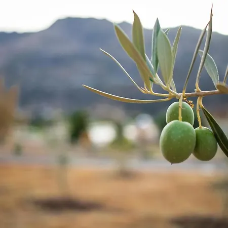 Cedro Alto *