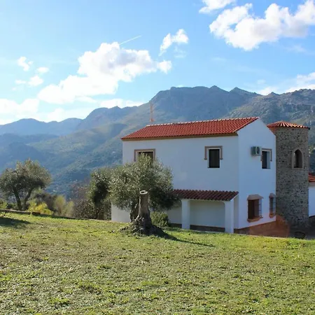 Cedro Alto Benaoján