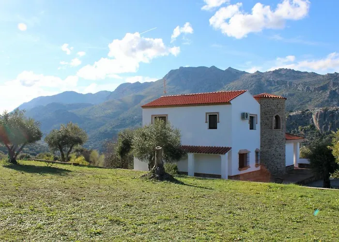 Cedro Alto Benaoján