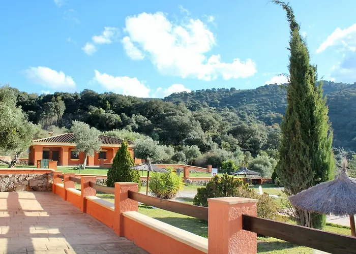 Cedro Alto Benaoján