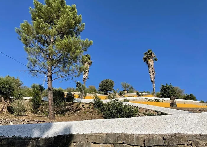 Cedro Alto Benaoján