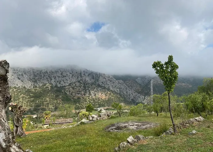 Cedro Alto Benaoján