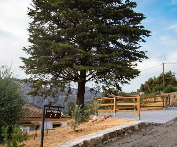 Cedro Alto Benaoján