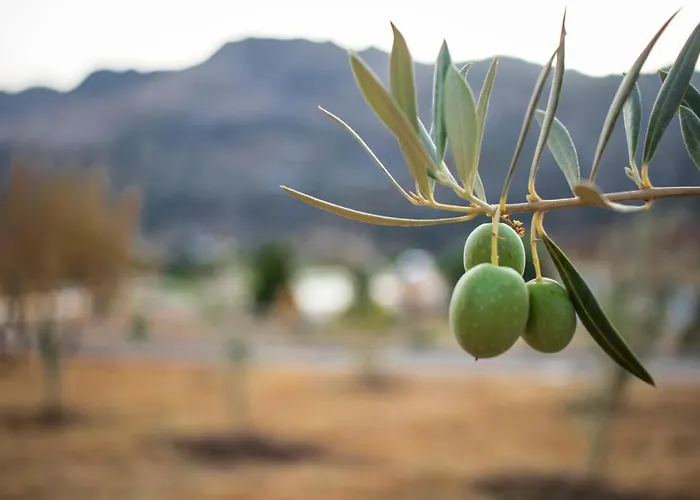 Cedro Alto *